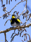 Audobons Yellow rumped Warbler